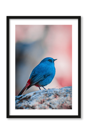 Plakat Blue bird