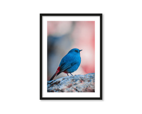  Plakat Blue bird