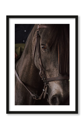  Plakat Czarny koń