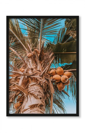  Plakat Drzewo kokosowe