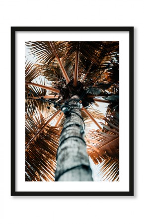  Plakat Drzewo palmowe