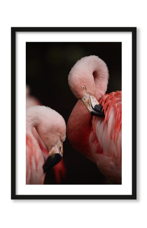  Plakat Flamingi na czarnym tle