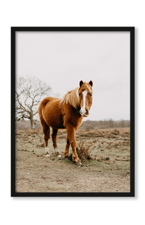  Plakat Koń na pustkowiu