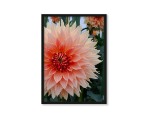  Plakat Kwiaciane ombre