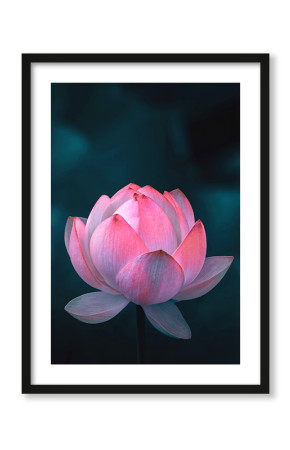  Plakat Kwiat lotosu
