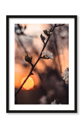  Plakat Kwiat sakury i zachód słońca