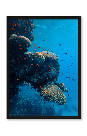  Plakat Ławica koralowca