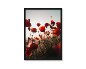  Plakat Makowe Pole