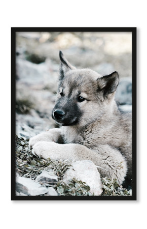 Plakat Mały wilk