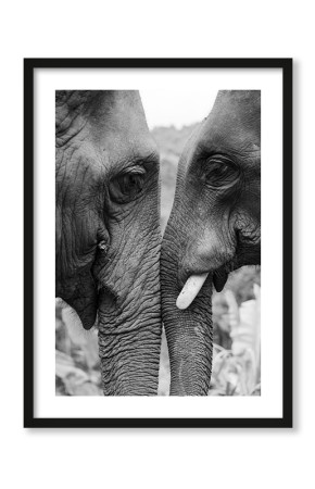  Plakat Miłość dwóch słoni