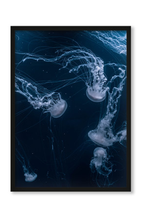  Plakat Morskie meduzy