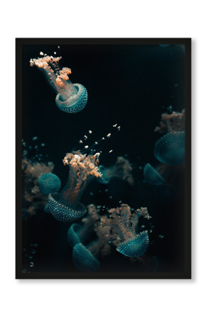  Plakat Morze meduz