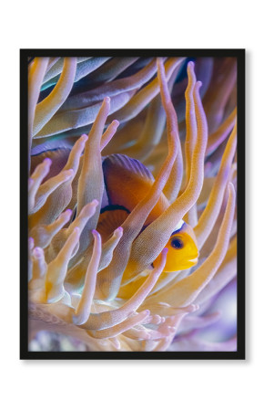  Plakat Nemo 