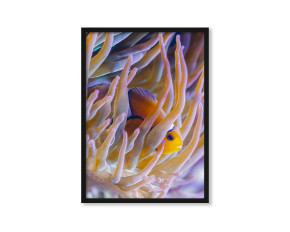  Plakat Nemo 