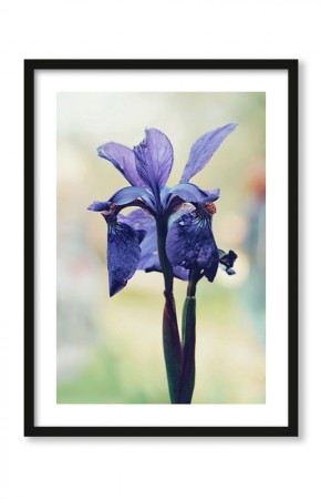  Plakat Niebiesko fioletowa roślina