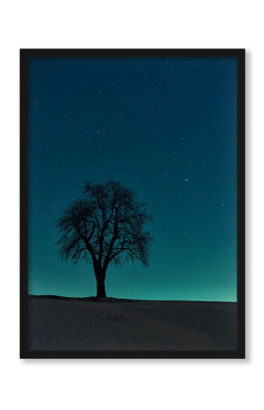  Plakat Nocne drzewo