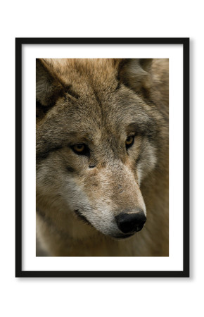  Plakat Ostrożny wilk