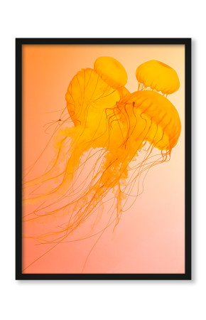 Plakat Pomarańczowa meduza