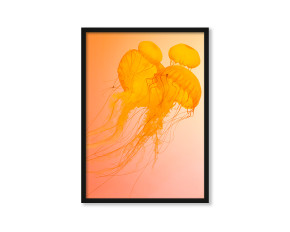  Plakat Pomarańczowa meduza