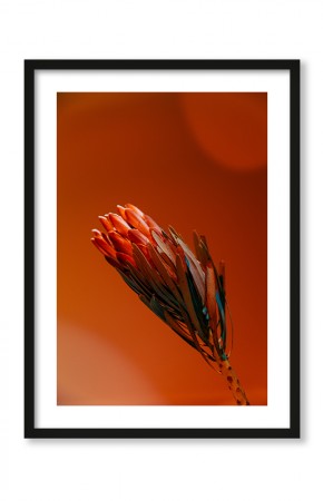  Plakat Pomarańczowa protea