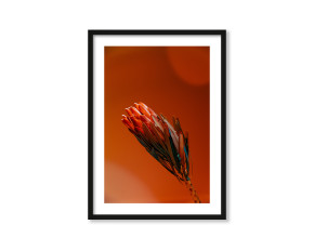  Plakat Pomarańczowa protea