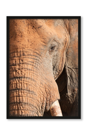 Plakat Pomarańczowy słoń