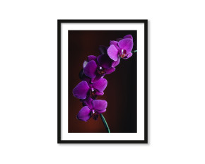  Plakat Purpurowy storczyk