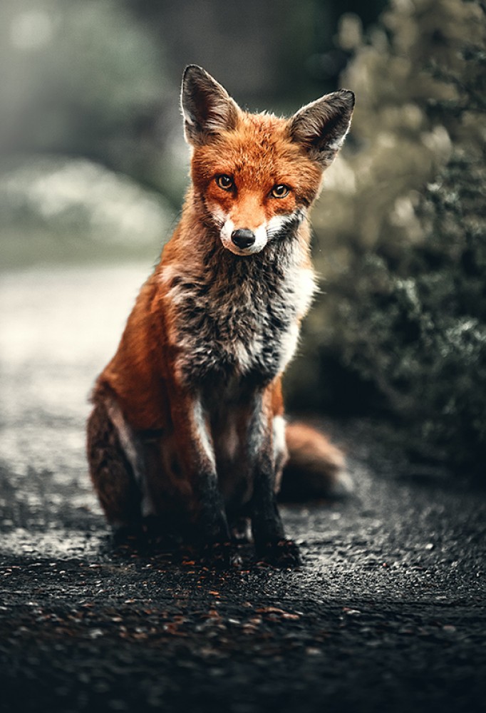  Plakat  Red Fox