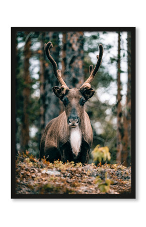 Plakat Renifer w lasach Norrbotten