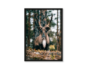  Plakat Renifer w lasach Norrbotten