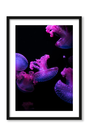  Plakat Różowa meduza
