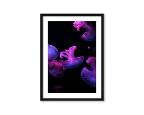  Plakat Różowa meduza