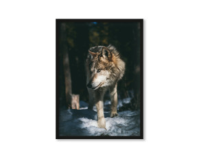  Plakat Samiec alfa