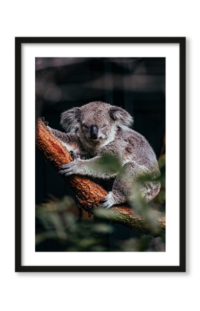 Plakat Śpiący koala