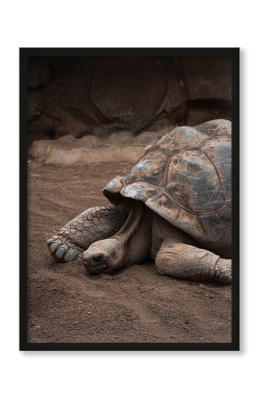  Plakat Śpiący żółw