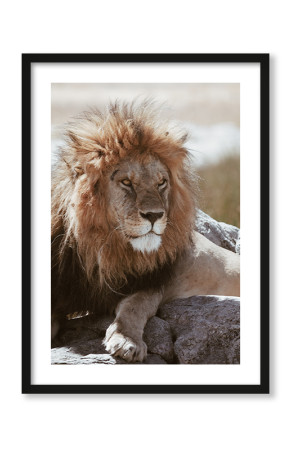  Plakat Spokojny lew
