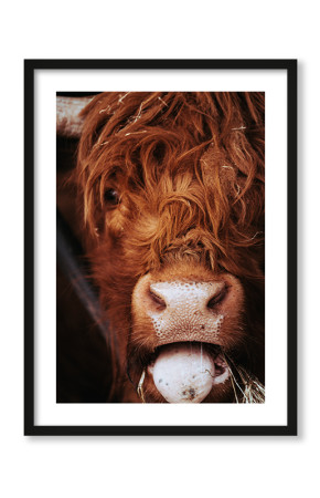  Plakat Szkocka krowa