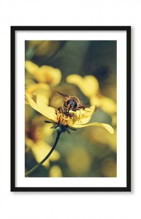  Plakat Żółta pszczoła i kwiat