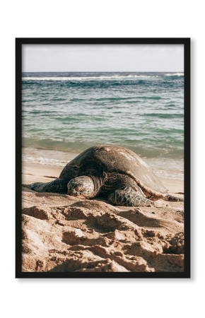  Plakat Żółw na plaży