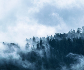 Fototapeta las we mgle – aranżacje w ponadczasowym wydaniu
