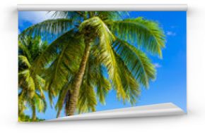 Piaszczysta plaża z palmami, Dominikana na Karaibach