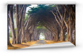 Point Reyes Cyress Tree Tunnel