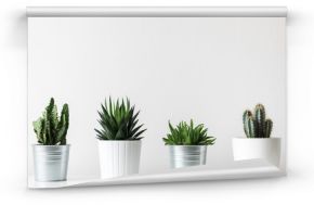 Zbiór różnych kaktusów i sukulentów w różnych doniczkach. Doniczkowe kaktusowe rośliny domowe na białej półce przeciw biel ścianie.