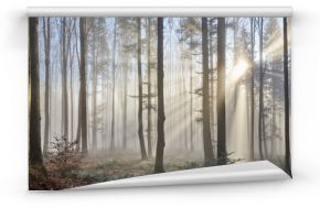 Promienie słoneczne przez mglisty las
