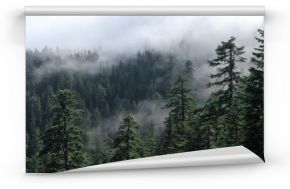 Mgła pokrywa las. Widok na mglisty las z Modrzewia. Stany Zjednoczone, Pacific Northwest, Oregon.