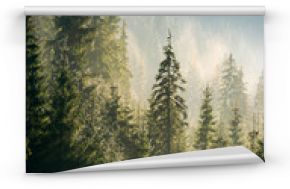 świerkowy las na wzgórzu w porannej mgle. piękne krajobrazy w pięknym świetle