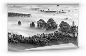 Black and white landscape with the forest wrapped by mist 