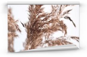 Fluffy pampas grass on gray background. Pampas in light pastel colors. Dry reeds boho style. Minimal, stylish, monochrome concept. Place for text