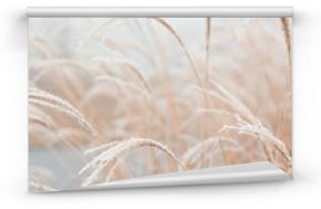 Abstract natural background of soft plants Cortaderia selloana. Frosted pampas grass on a blurry bokeh, Dry reeds boho style. Patterns on the first ice. Earth watching
