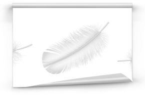 Realistic white feather set closeup isolated on white background. Detailed fluffy plume